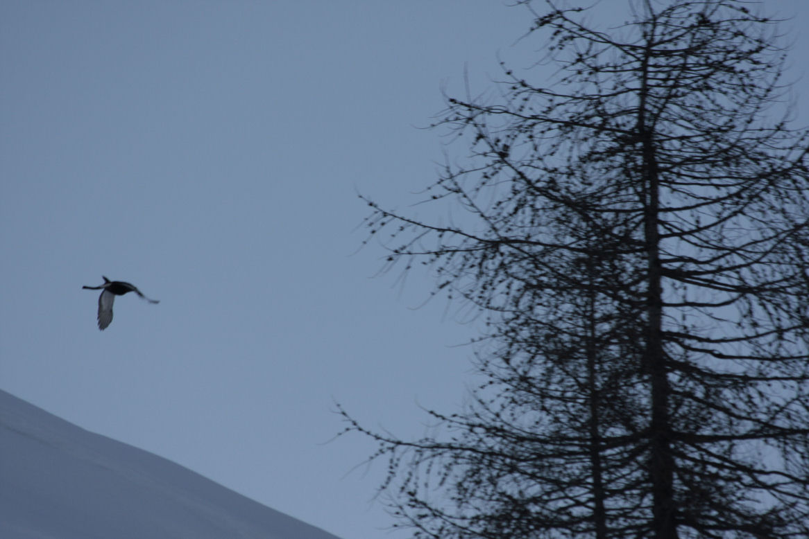 aquila reale e gallo forcello